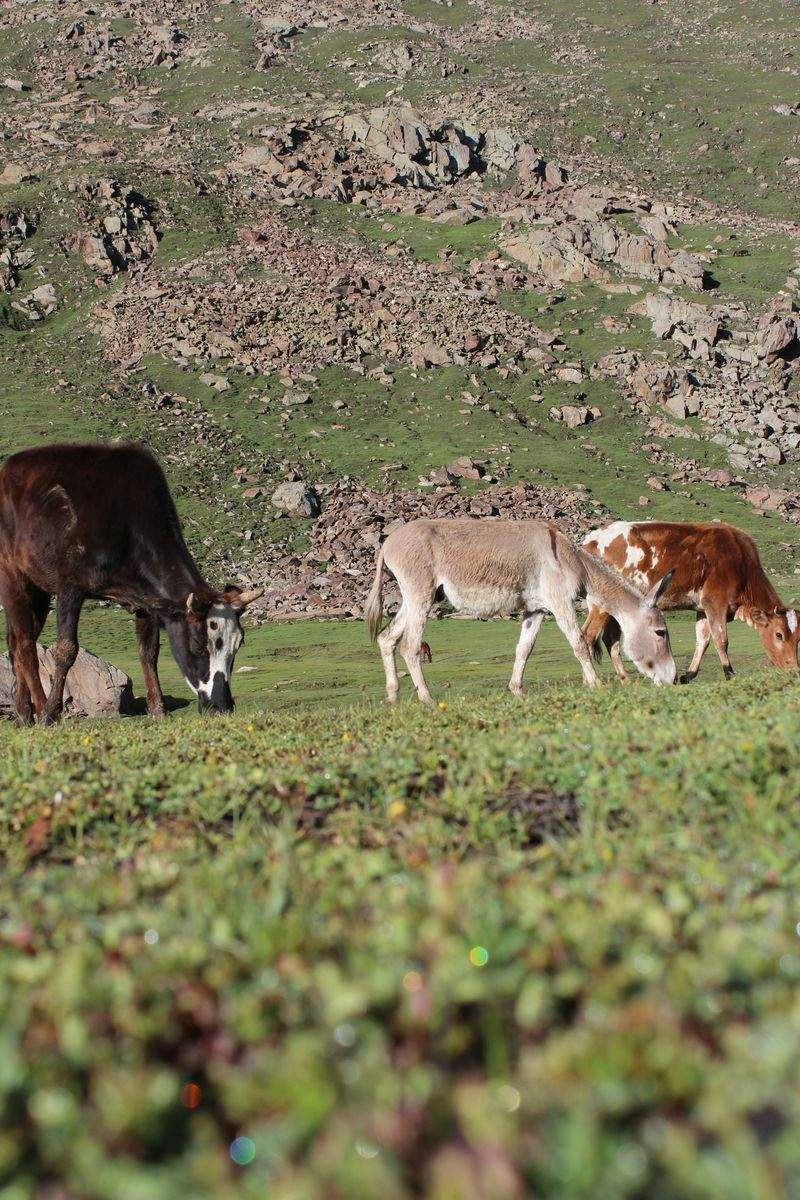 Ganadería Sierra del Alba 7