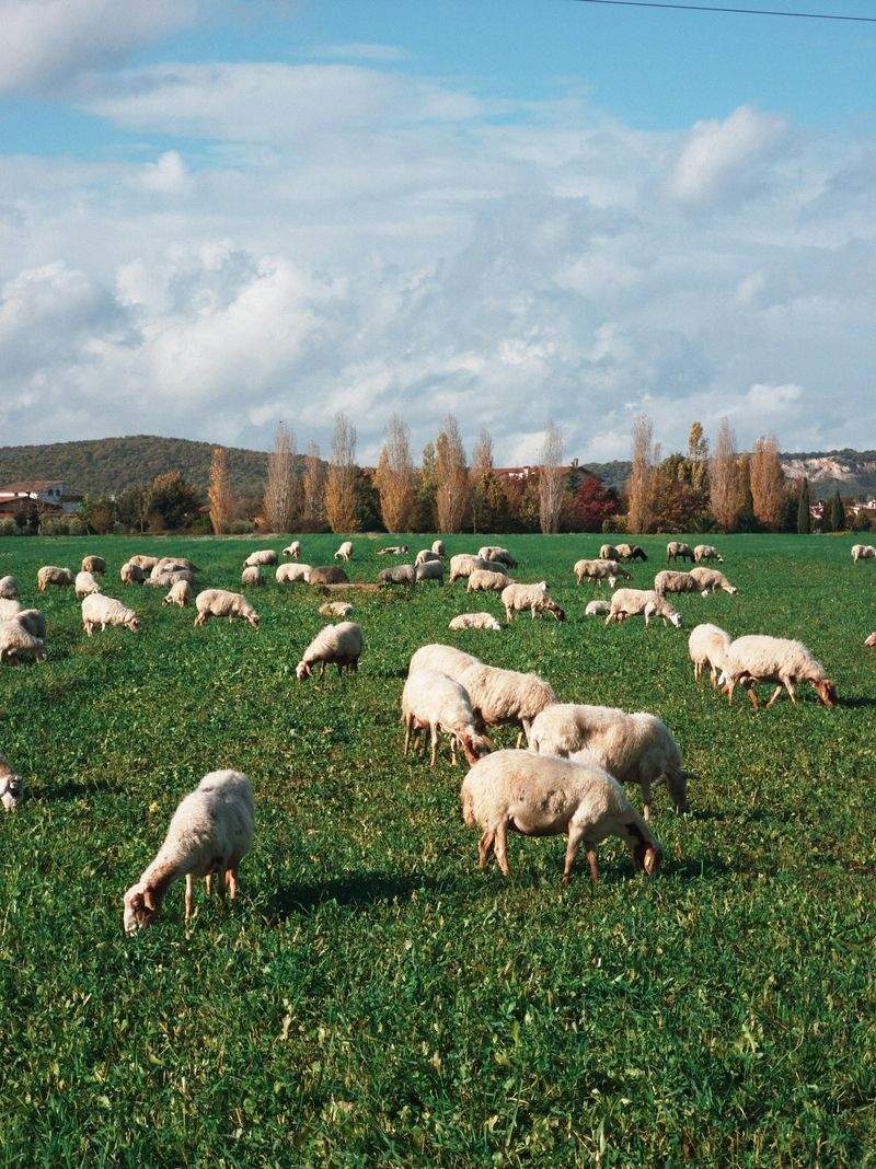 Ganadería Sierra del Alba 8