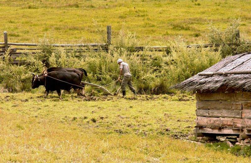 Ganadería Sierra del Alba